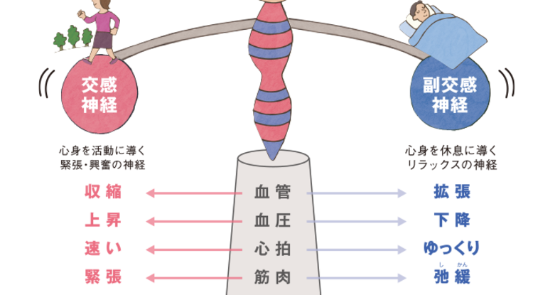 自律神経画像